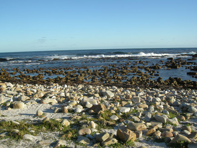 South Africa part 1- Cape Point kelp