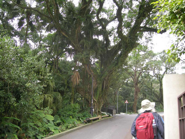 more Victoria peak