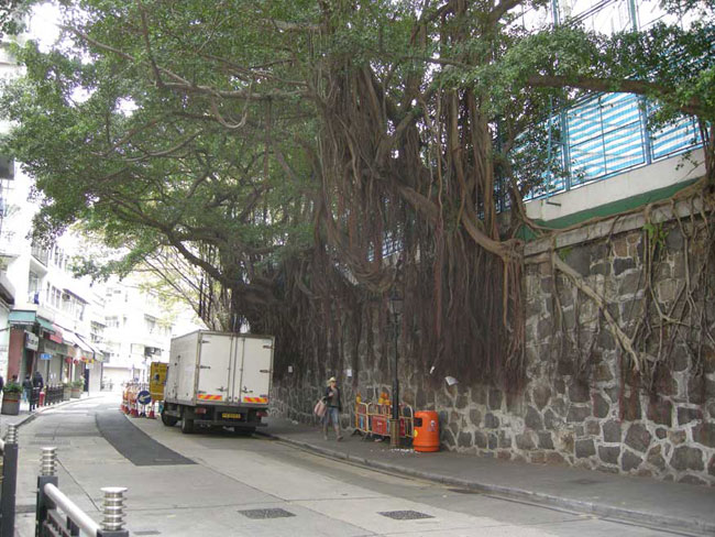 banyan