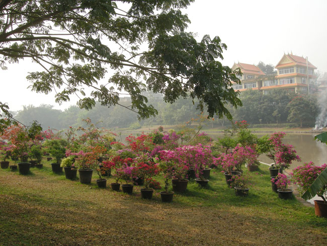 bouganvillia