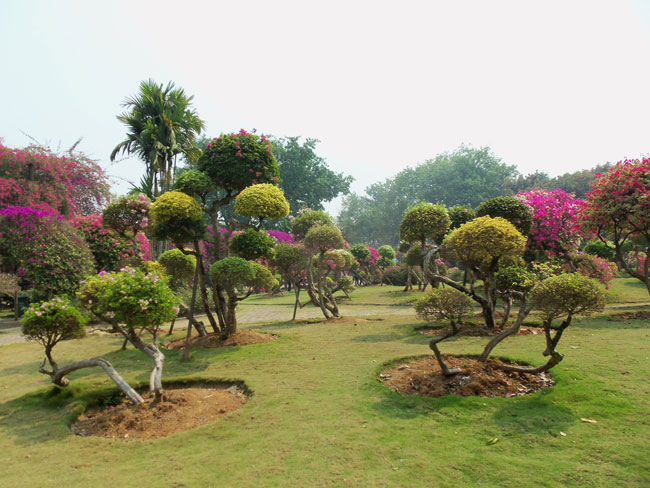 bouganvillia