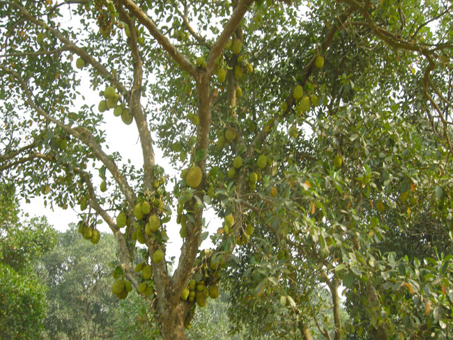 jackfruit