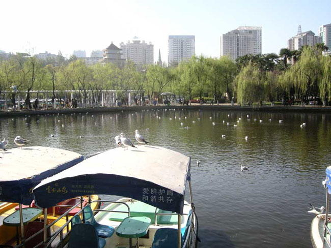 green lake gulls