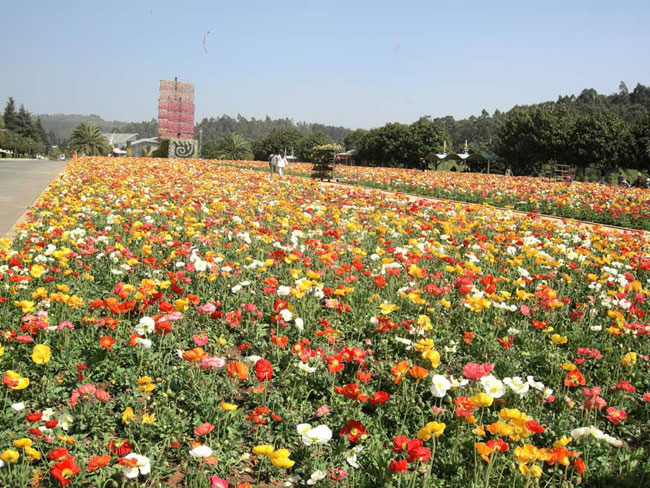 poppies