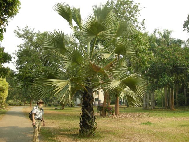 fan palm