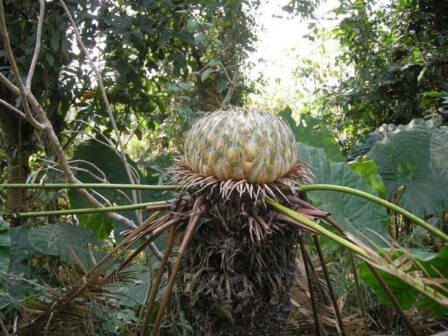 cycads