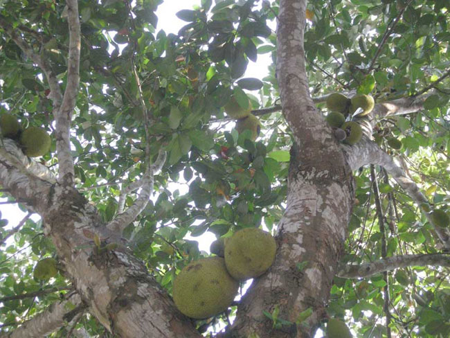 jackfruit