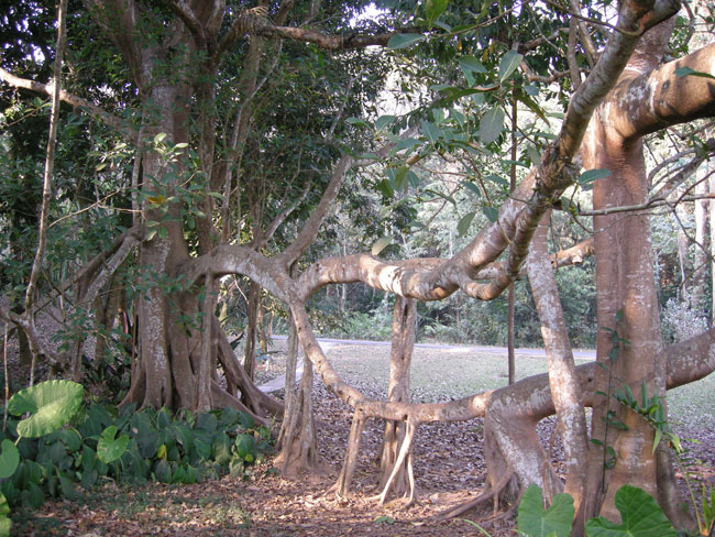 banyan