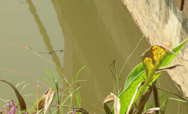 dragonflies