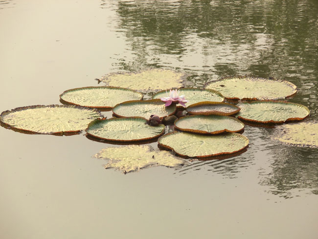 victoria waterlilies