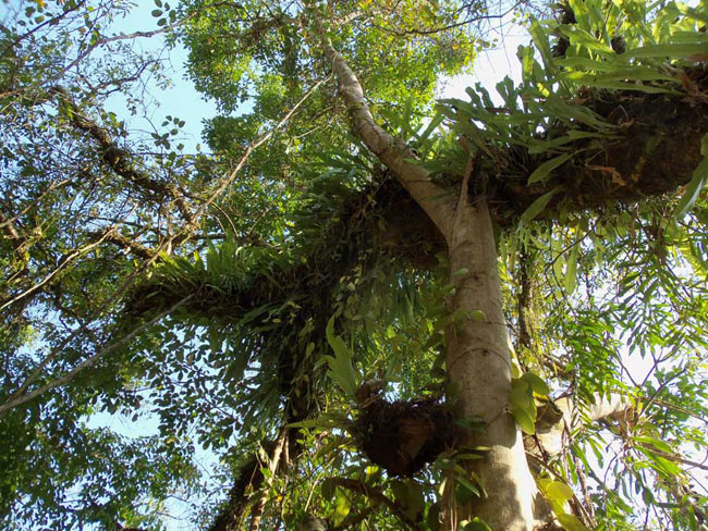 epiphytes