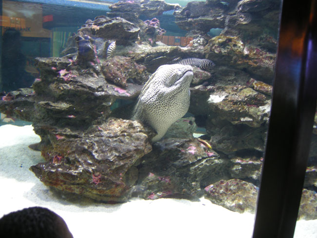 South African  Honeycomb moray eel 