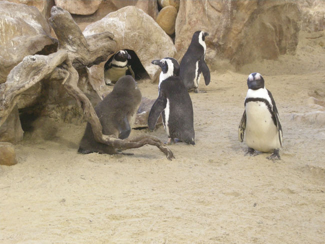 Aquarium penguins