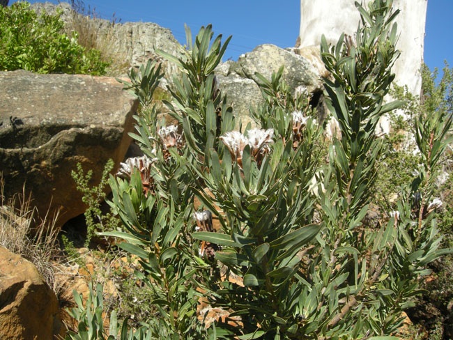 South African wild proteas