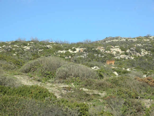 South Africa part 1st Cape Point antelope