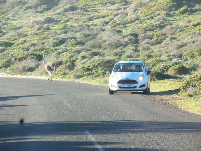 South Africa part 1- Cape  Point ostrich