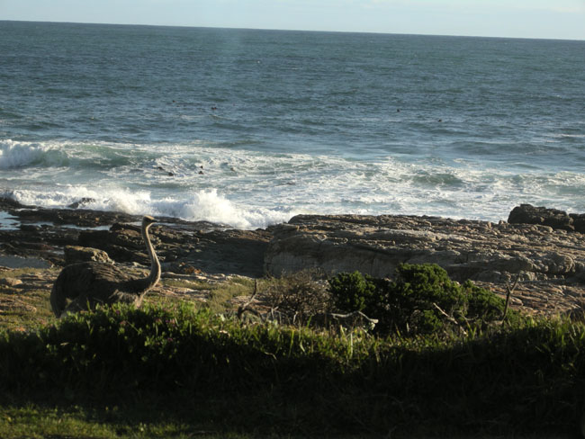 South Africa part 1- Cape Point ostrich