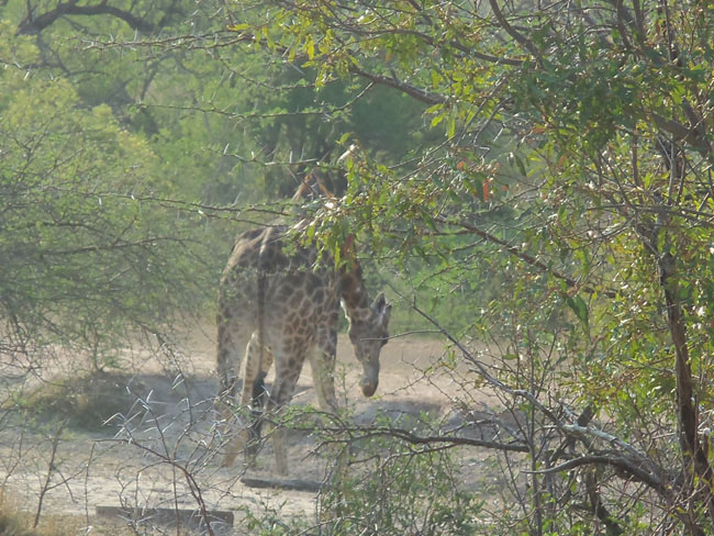 South Africa part 4