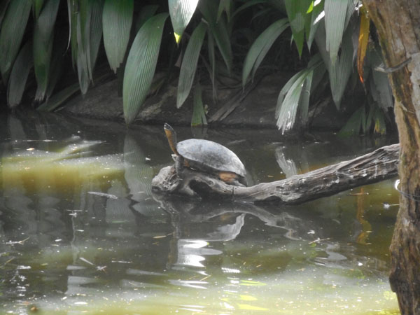 costa rica