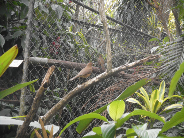 costa rica