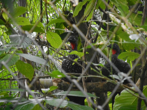 costa rica