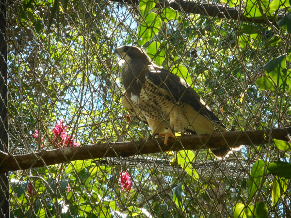 costa rica