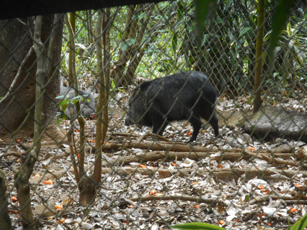 costa rica