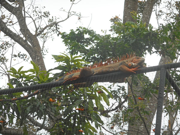 costa rica