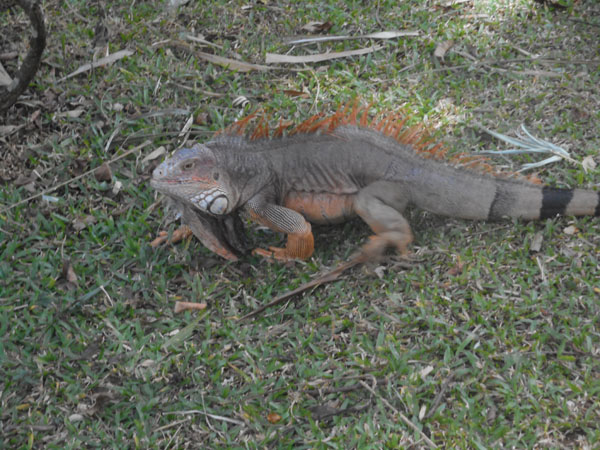 costa rica