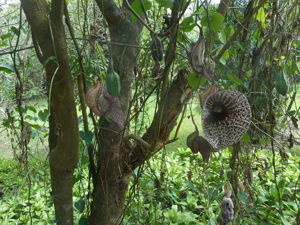 costa rica