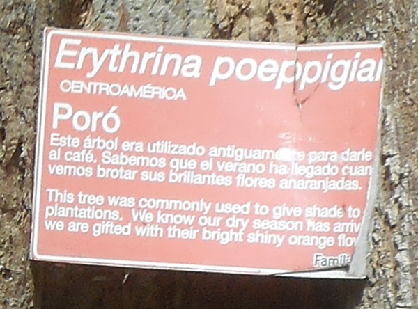 Erythrina