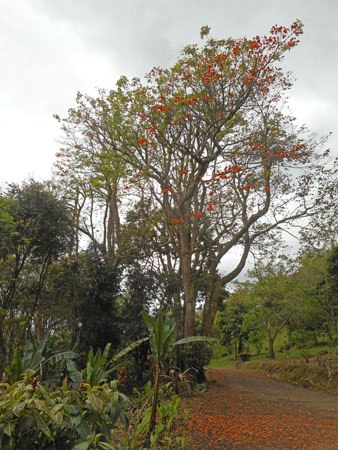 costa rica