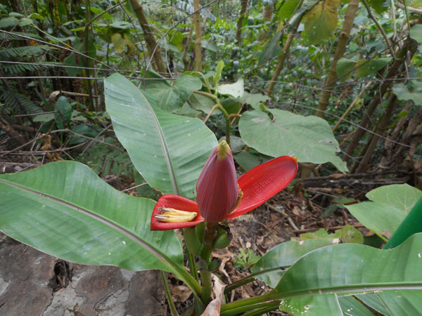 costa rica