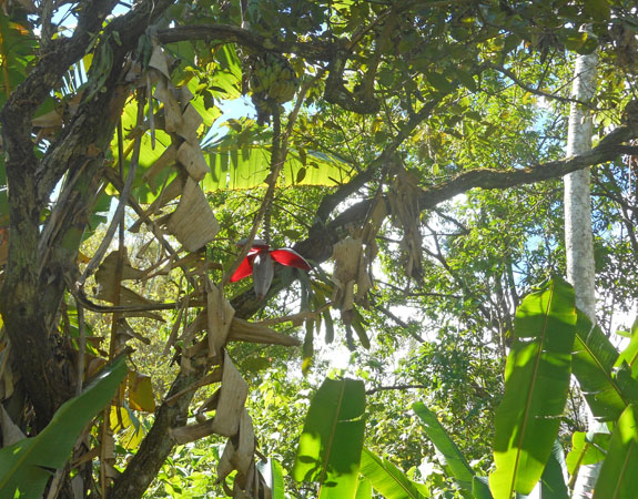 costa rica