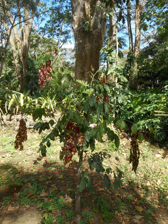 costa rica