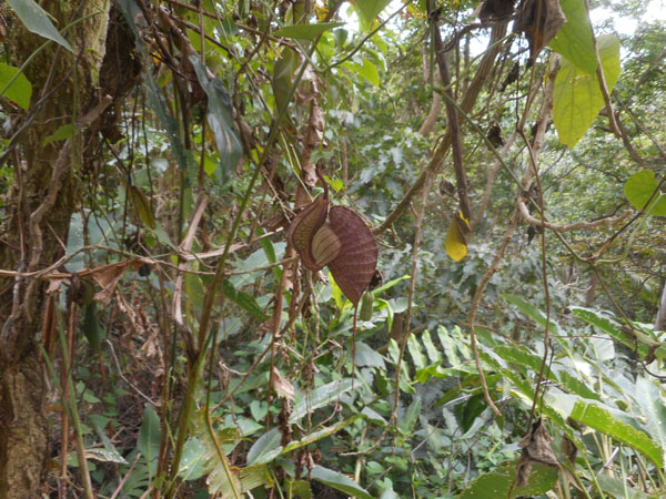 costa rica