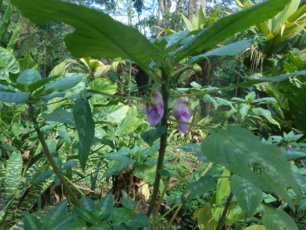 costa rica