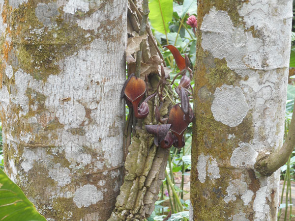 costa rica