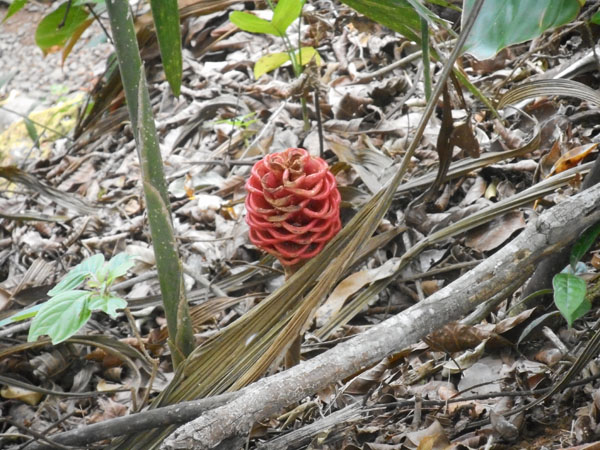 costa rica