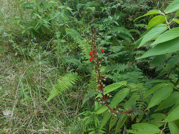 Costa Rica