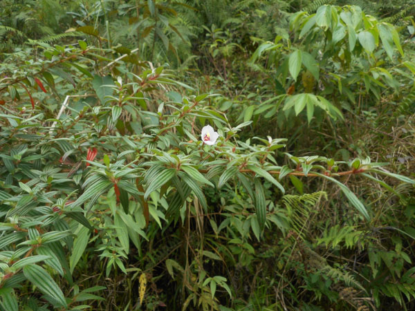 Costa Rica