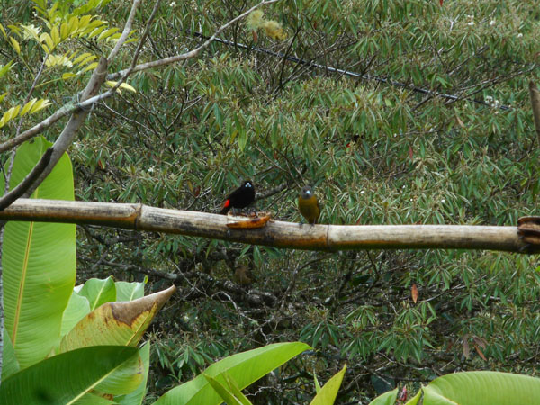 Costa Rica