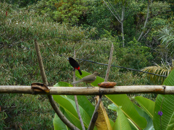 Costa Rica