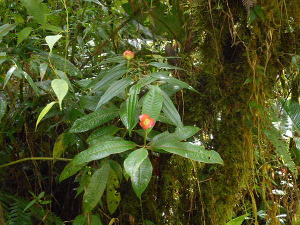 Costa Rica