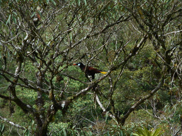 Costa Rica