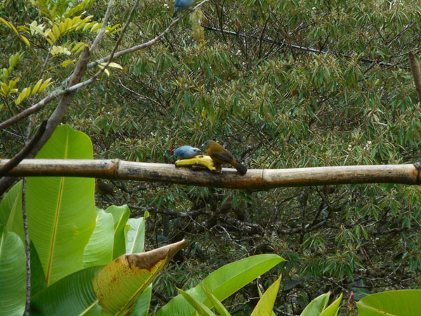 Costa Rica