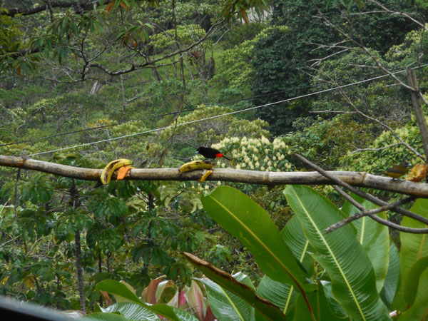 Costa Rica