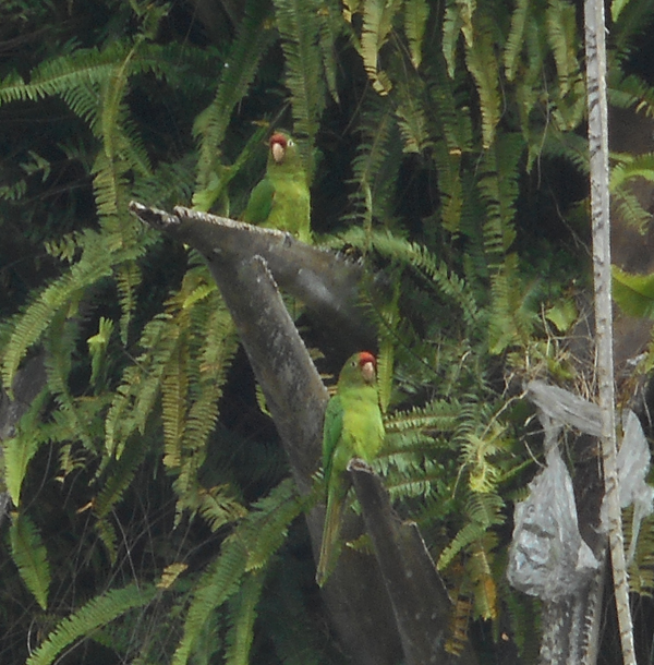 Costa Rica