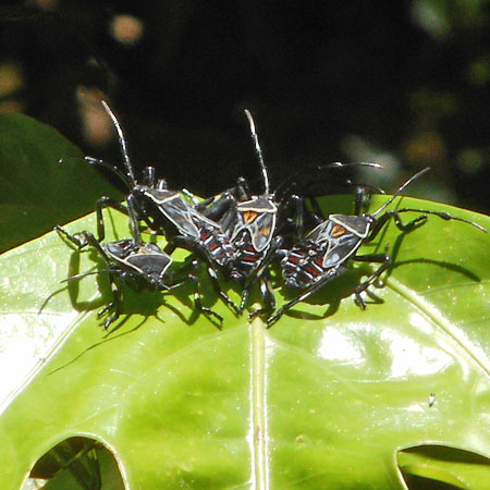 Costa Rica