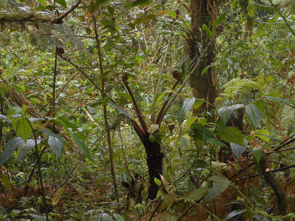 Costa Rica